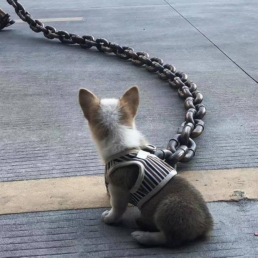 VIRAL CHAIN LEASH ⛓️🐶